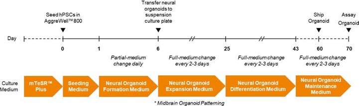 STEMdiff Dorsal Forebrain Organoid Kit and STEMdiff Midbrain Organoid Differentiation Kit