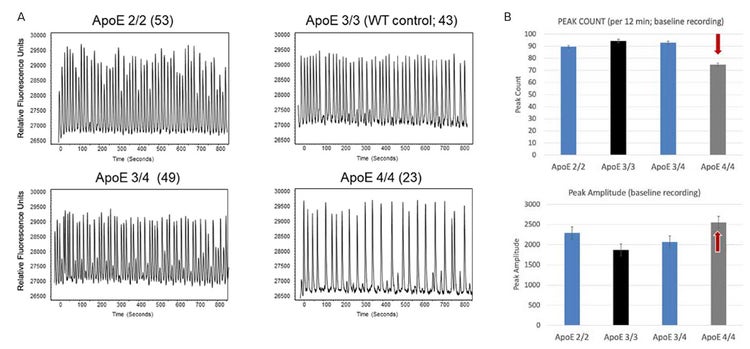 Baseline calcium oscillations of 3D neurospheres are impacted by ApoE status