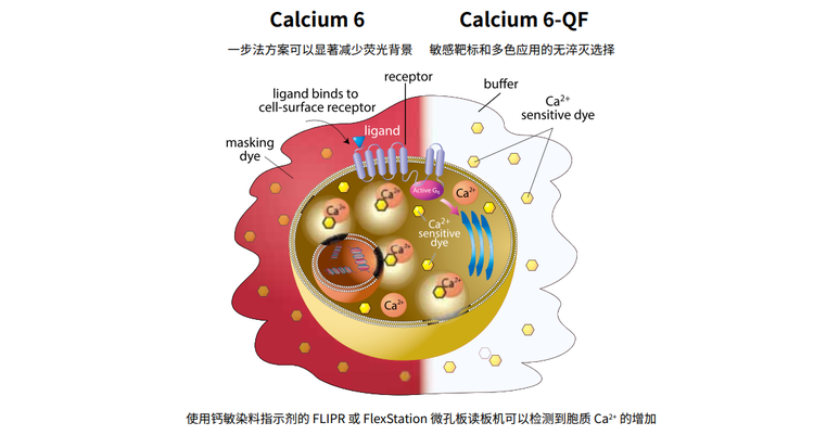 Calcium signaling