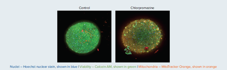 Composite projection images of Neural Spheroids