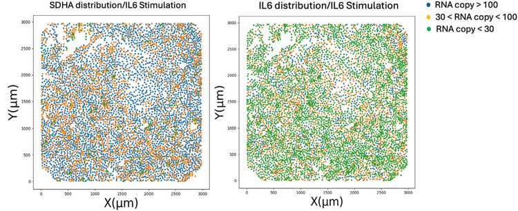 Spatial distribution of categorized SDHA and IL-6 expression levels with each dot representing an individual cell under IL-6 stimulation