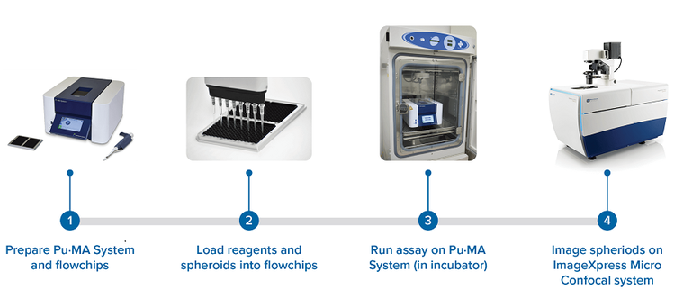 automated organoid assay coupled with high-content 3D imaging