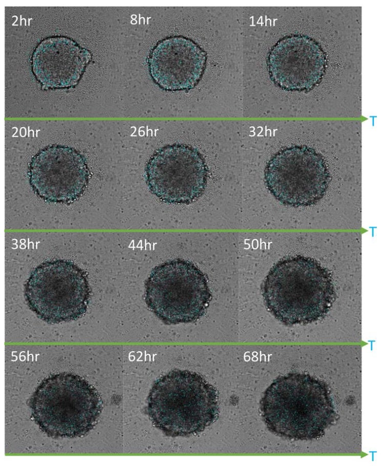 T-cell penetration into Hela spheroids across time, shown in 6hr intervals