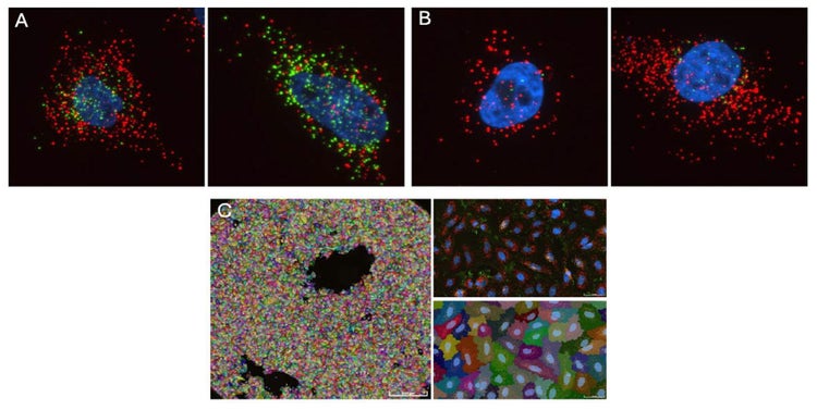 Fluorescent images of SDHA (red) and IL-6 (green): A) with IL-6 stimulation, B) without stimulation, C) whole-well cell segmentation