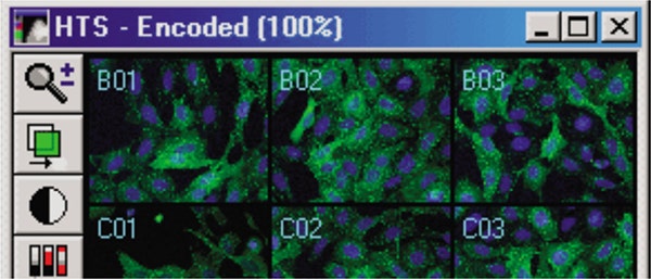 Transfluor Assay experimental image montage