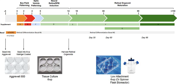 Diagram of retinal organoids’ growth and differentiation