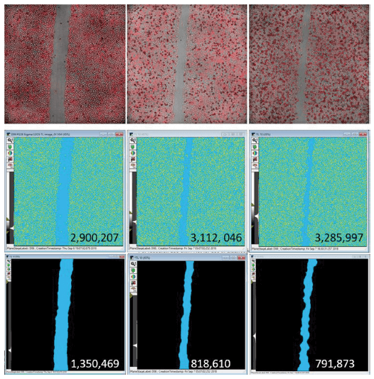 Overlay of Adherent U2OS Cells