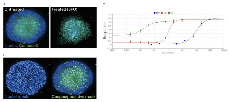 Spheroid images were collected with Z-stacking in 10X