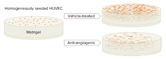 Principle of tube formation assay HUVEC