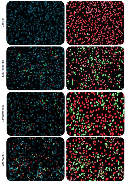 Detection of apoptosis using automated cell imaging
