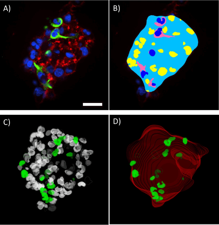 3D volumetric analysis of spheroids