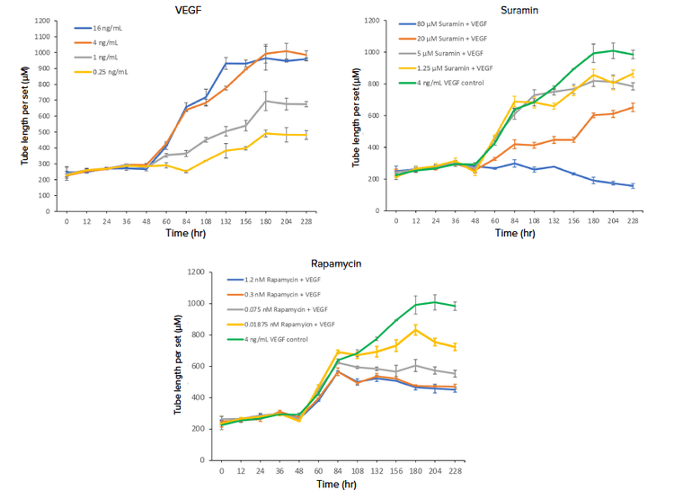 Measuring tube length of angiogenic tube network formation