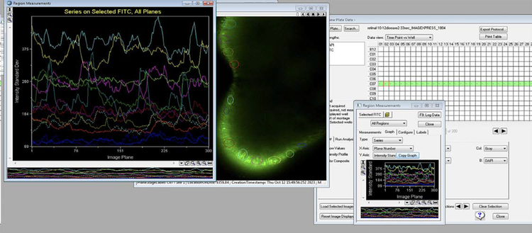 MetaXpress software settings for region selection and time vs. intensity of photoreceptor