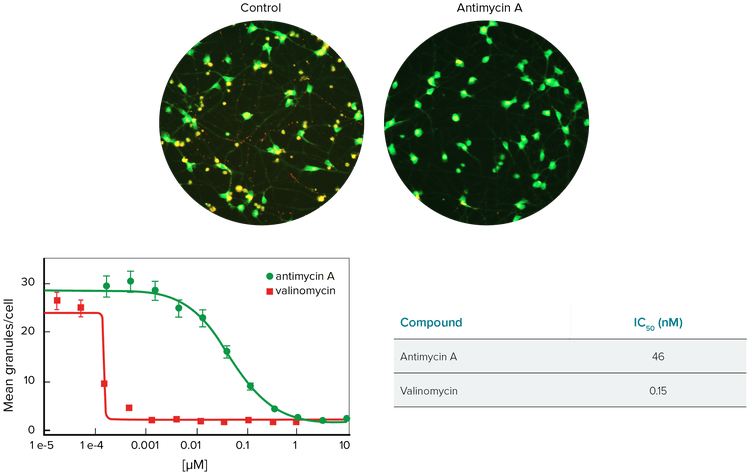 Neurons treated with Antimycin A