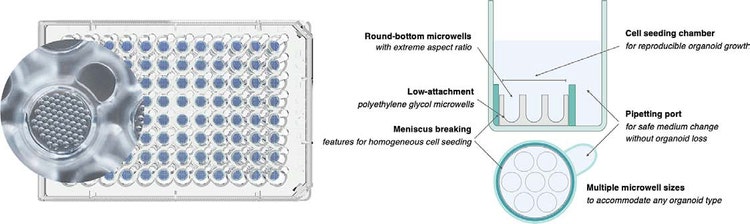 Gri3D technology. Gri3D is a 96-wellplate format plate for 3D cell culture