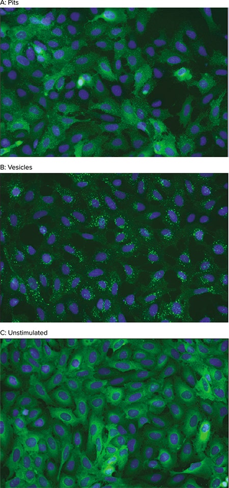 Transfluor Assay cellular phenotypes
