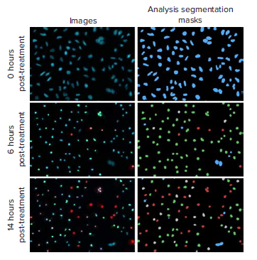 segmentation masks of staurosporine