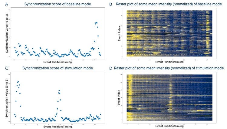 Synchronization scores and raster plots of synchronous brain organoids before and after stimulation, normalized to 0–1
