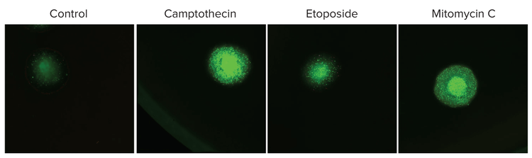 EarlyTox Apoptosis Assay is compatible with VersaGel