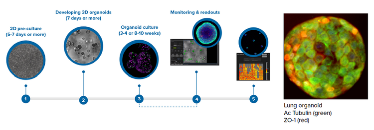 3D lung organoids