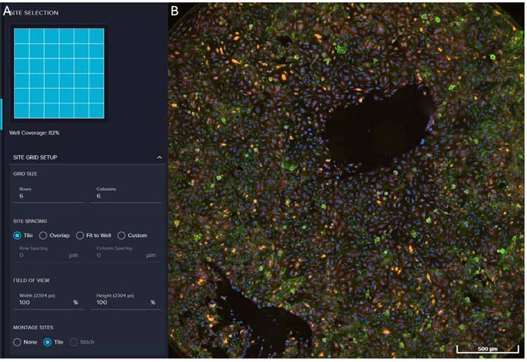 SITE SELECTION in MetaXpress Acquire software; B. A montage image of 36 sites of an overlay of DAPI, Actin (Green)
