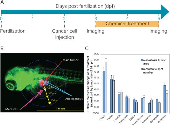 Image of human leukemia stem cells labeled with Kusabira-orange (red) transplanted into Zebrafish embryo (green)