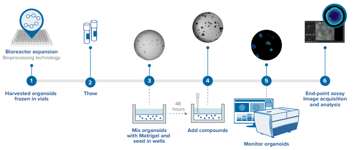 Workflow for using assay-ready colorectal cancer organoids