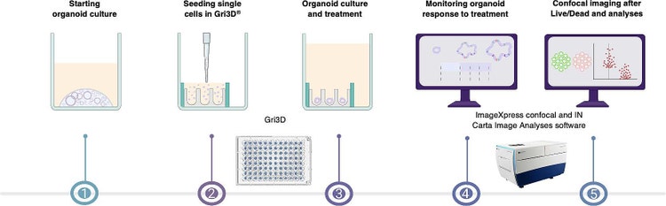 Schematic of the organoid drug efficacy workflow