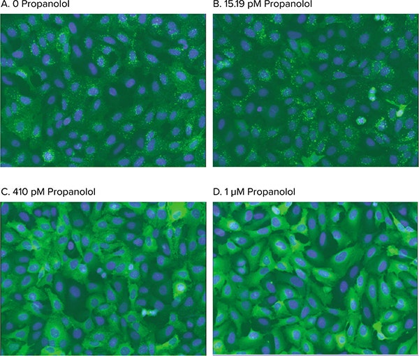 Agonist stimulation of vesicle formation