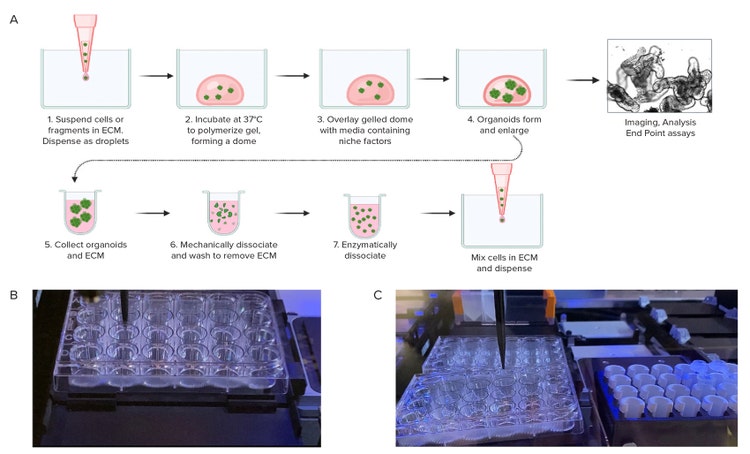 Schematic diagram of organoid culture workflow