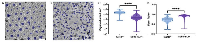 Growth of human rectal organoids on Gri3D over 7 days