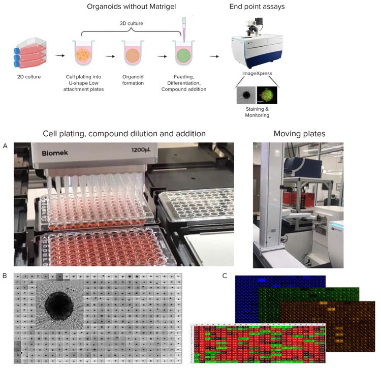 Automation of organoid culture, compound addition and staining
