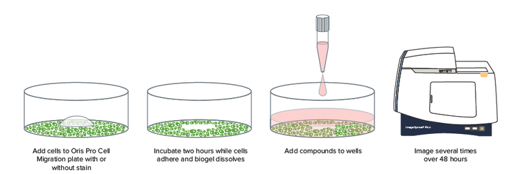 Cell migration experiment using the ImageXpress Pico system
