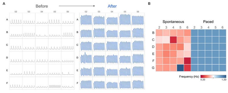 Calcium transients before and after pacing
