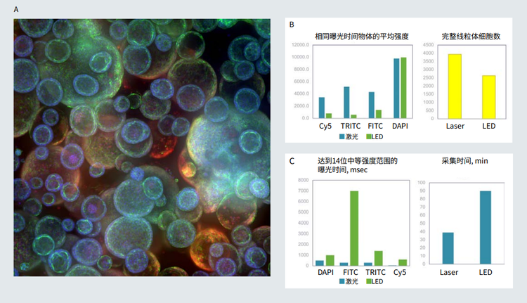 Confocal image of organoid culture in Matrigel