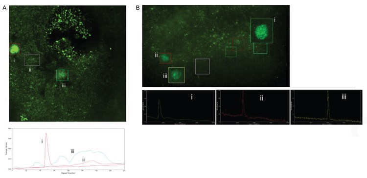 Calcium activity triggered by neuro-stimulants