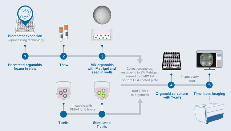 T-cell and CRC PDO interaction workflow