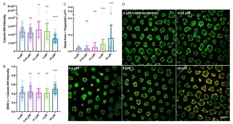 Response of human rectal organoids exposed to staurosporine