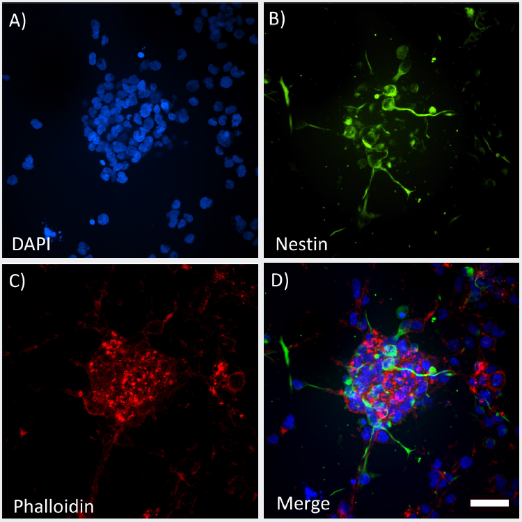 High clarity images of 3D spheroids grown in GrowDex-T