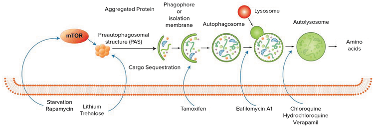 Visualize autophagy using fluorescence imaging