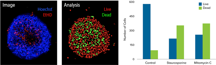 3D spheroids using confocal imaging