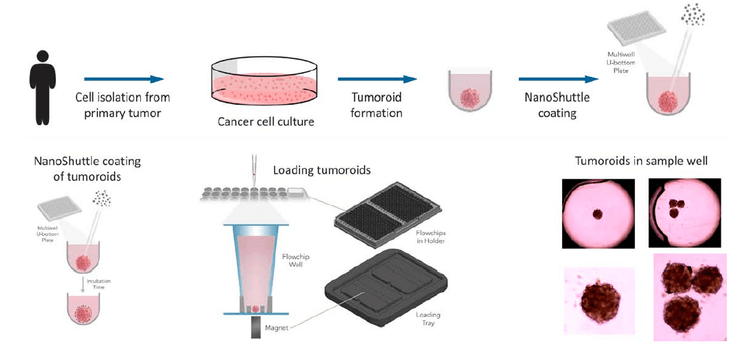 Workflow for tumoroid formation