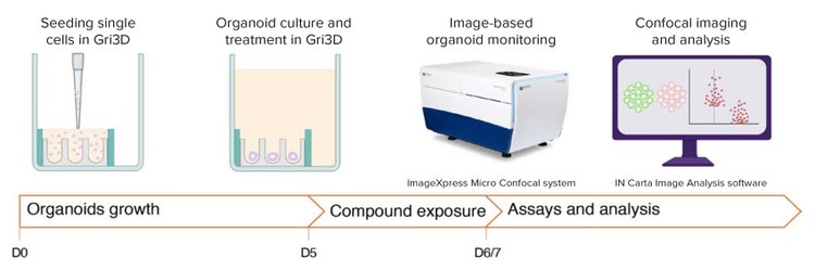 Workflow for high-content imaging and morphology analyses of organoids