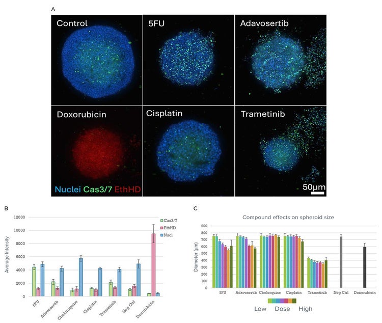 Representative spheroid images from treated and untreated groups