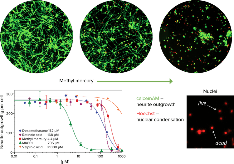 Effect of methyl mercury on neurons