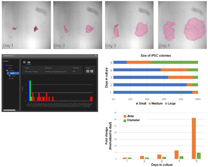 Deep Learning-based Model used to Segment iPSC Colonies and Monitor Growth