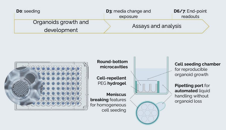 Growth of human rectal organoids