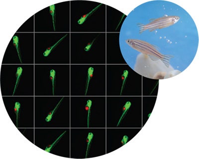 Workflow for implanting human cancer cells in zebrafish
