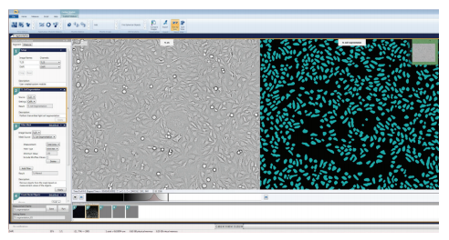 counting-cells-two