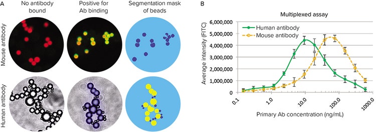 Multiplexing by combining beads coated with antibodies for either human or mouse IgG detection